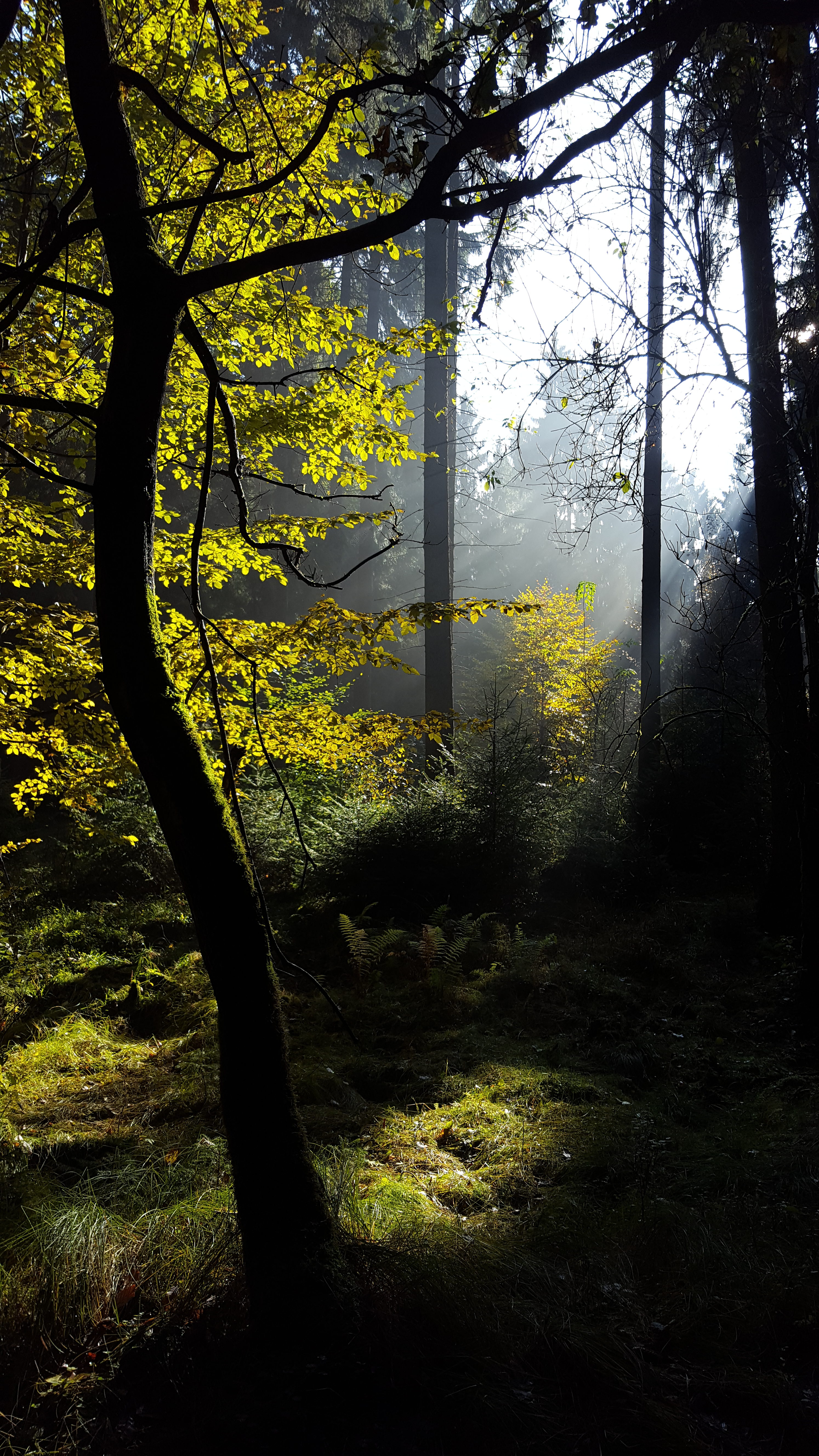 Lichtstimmung im Wald